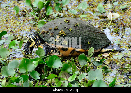 Naples Florida Swamp Sanctuary tire-bouchon Banque D'Images