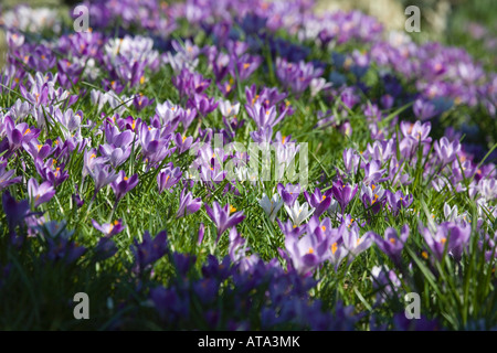 Crocus dans le cimetière de st teath Cornwall Banque D'Images