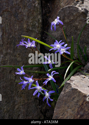 Lucile's glory of the snow (chionodoxa luciliae scilla luciliae) syn. Banque D'Images