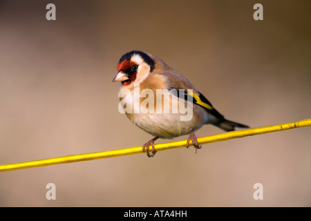 Goldfinch Carduelis carduelis sur une ligne de lavage Cornwall Banque D'Images