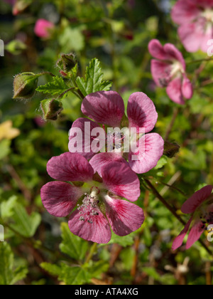 Anisodontea capensis (mauve du Cap) Banque D'Images