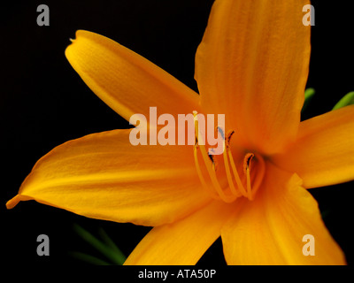 Lis jaune libre Banque D'Images