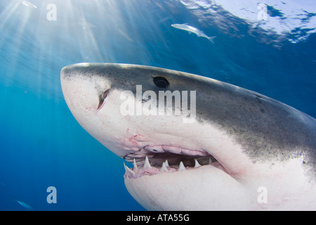 Ce grand requin blanc, Carcharodon carcharias, donne les plongeurs dans une cage requins de près au large de l'île de Guadalupe, au Mexique. Banque D'Images