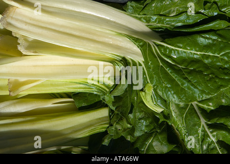 La betterave, la bette à carde, betterave, Beta vulgaris, seakale beet, argent de la betterave, poirée, bette, betterave blanche, blettes, betteraves feuilles des plantes Banque D'Images