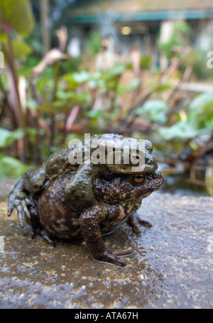 Le crapaud commun Bufo bufo jumelé heligan Cornwall Banque D'Images