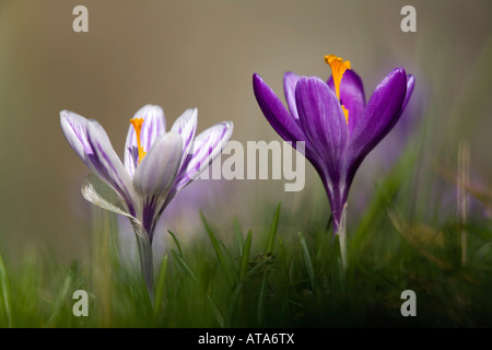 Crocus dans le cimetière de st teath Cornwall Banque D'Images