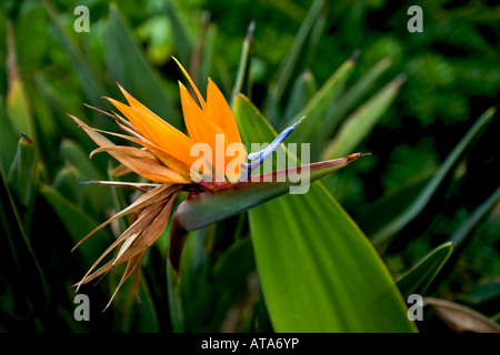 Bird of Paradise flower Banque D'Images