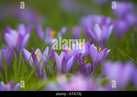 Crocus dans le cimetière de st teath Cornwall Banque D'Images
