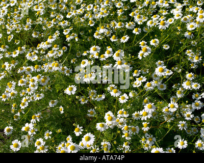 Chanomile allemand matricaria recutita (Matricaria chamomilla) syn. Banque D'Images