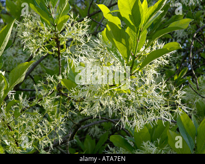 Fringe American tree (chionanthus virginicus) Banque D'Images