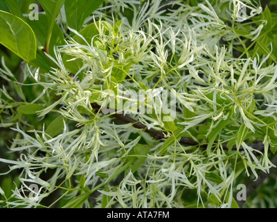 Fringe American tree (chionanthus virginicus) Banque D'Images