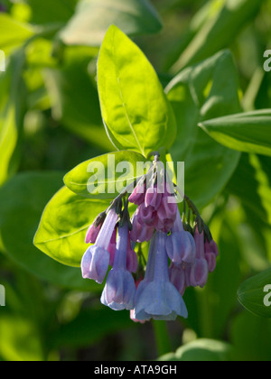 Virginia bluebells (mertensia virginica) Banque D'Images