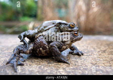 Le crapaud commun Bufo bufo jumelé heligan Cornwall Banque D'Images