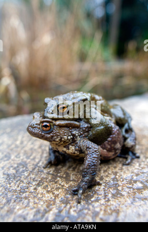 Le crapaud commun Bufo bufo jumelé heligan Cornwall Banque D'Images