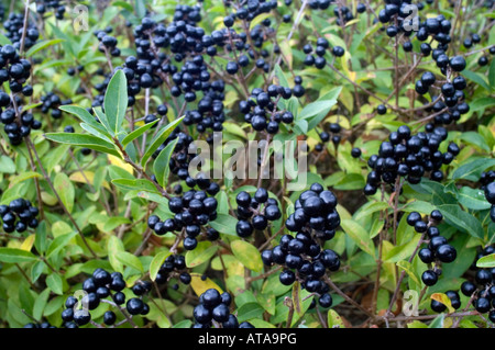 Troène Ligustrum vulgare aux fruits rouges Banque D'Images