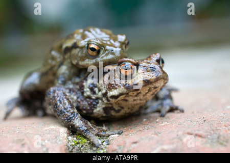 Le crapaud commun Bufo bufo jumelé heligan Cornwall Banque D'Images