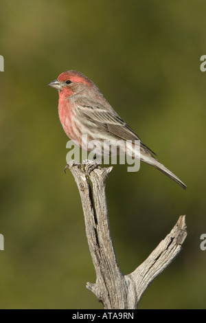 Roselin familier Carpodacus mexicanus, mâle, perché sur Publier. Banque D'Images