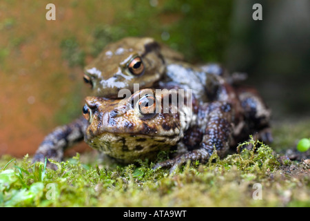 Le crapaud commun Bufo bufo jumelé heligan Cornwall Banque D'Images