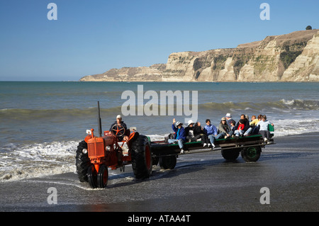 Plage de Bassan tracteur aventures d'Excursion à Cape Kidnappers Colonie de Fou de Bassan Hawkes Bay Ile du Nord Nouvelle Zélande Banque D'Images