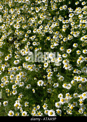 Chanomile allemand matricaria recutita (Matricaria chamomilla) syn. Banque D'Images