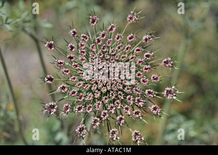 Daucus carotta, Wild carot, Moere, Karotte, Carrote, Carotta selvatica Banque D'Images