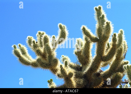 Teddy Bear Cholla cactus dans le désert de l'Arizona Banque D'Images