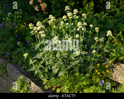 La valériane blanche (centranthus ruber 'albus') Banque D'Images