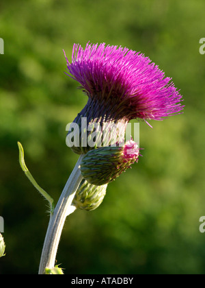 Mélancolie cirsium heterophyllum) Banque D'Images