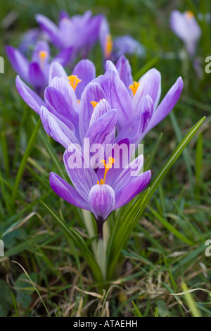 Crocus dans le cimetière de st teath Cornwall Banque D'Images