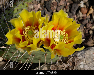 Tulip le figuier de Barbarie (Opuntia phaeacantha var. camanchica) Banque D'Images