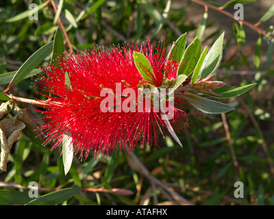 Bottlebrush callistemon comboynensis (falaise) Banque D'Images