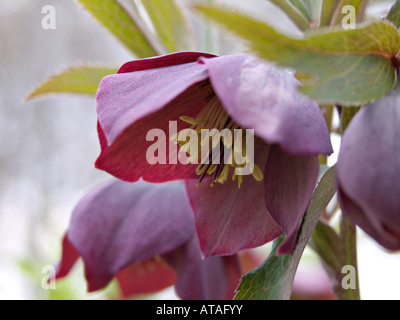 (Hellebore Helleborus dumetorum subsp. atrorubens) Banque D'Images