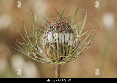 Daucus carotta, Wild carot, Moere, Karotte, Carrote, Carotta selvatica Banque D'Images