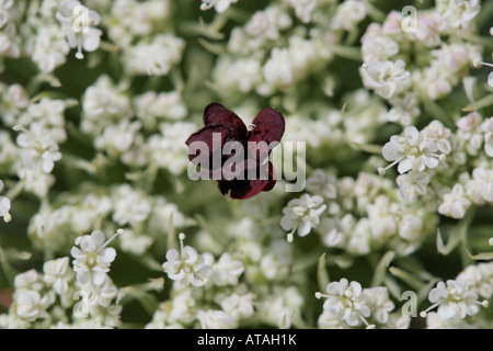 Daucus carotta, Wild carot, Moere, Karotte, Carrote, Carotta selvatica Banque D'Images