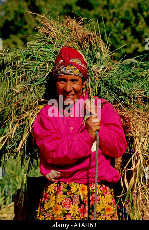 1, l'un, marocain, Maroc, berbère, femme berbère, transportant du fourrage, l'alimentation du bétail, Ait Benhaddou, Maroc, Afrique du Nord, Afrique Banque D'Images