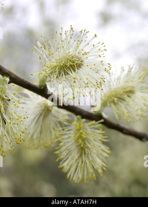 Hibou saule (Salix aurita) Banque D'Images