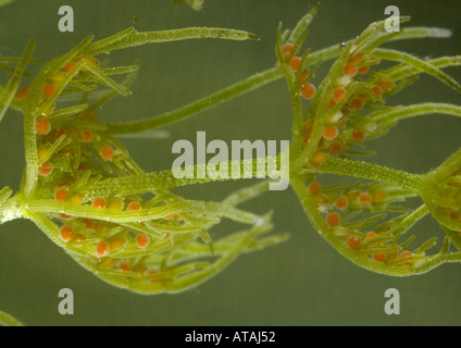 Stonewort commune montrant des anthéridies rouge. Chara vulgarus. Banque D'Images