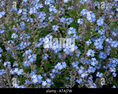 Alpine forget-me-not (Myosotis alpestris) Banque D'Images