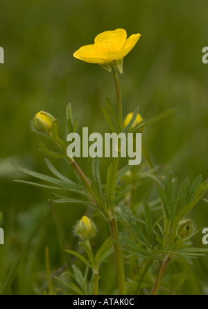 Ranunculus bulbosus bulbe Banque D'Images