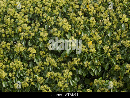 Ivy en fleur, un aimant pour les insectes. Hedera helix Banque D'Images