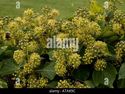 Ivy en fleur, un aimant pour les insectes. Hedera helix Banque D'Images