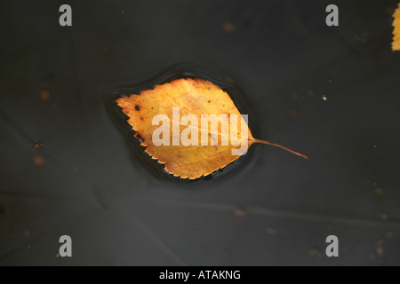 Une feuille de bouleau argenté flottant dans une petite piscine d'eau dans un jardin à l'automne de Cheshire Angleterre Banque D'Images