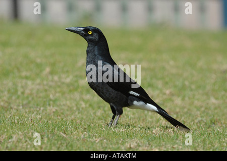 Pied Currawong dans Lamington National Park, Australie Banque D'Images