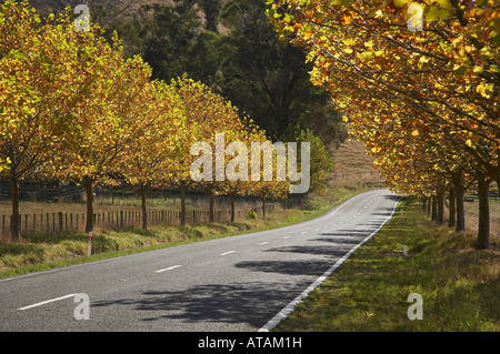 Automne Couleur Waimarama Tukituki Valley Road Hawkes Bay Ile du Nord Nouvelle Zélande Banque D'Images