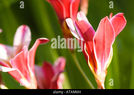 Au soleil fleurs Fresia Banque D'Images