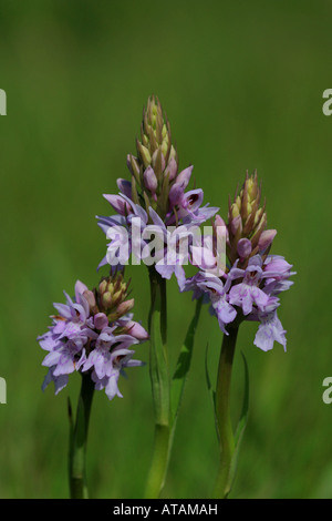 La commune de trois-épis floraux orchidée Dactylorhiza fuchsii Banque D'Images