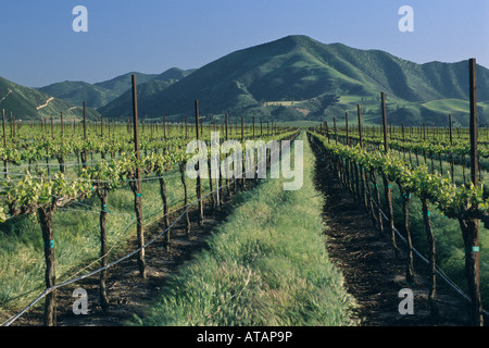 Vignes au printemps au-dessous de la Sierra de Salinas près de Soledad le comté de Monterey Californie Banque D'Images