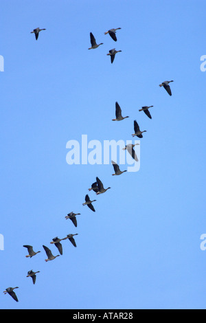 L'Anser brachyrhynchus oies rose volant en formation V Norfolk England UK Septembre Banque D'Images
