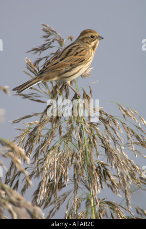 Reed bunting Emberiza schoeniclus femelle adulte sur tige de roseau Phragmites Norfolk England UK Septembre Banque D'Images