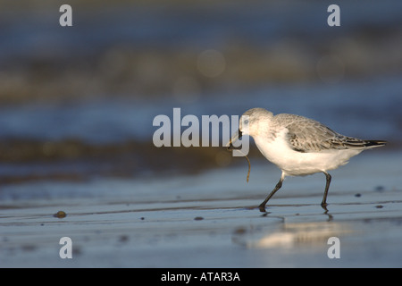 Bécasseau sanderling Calidris alba adultes hiver sur l'alimentation de la ligne de marée dans le projet de loi vers Norfolk England UK Novembre Banque D'Images